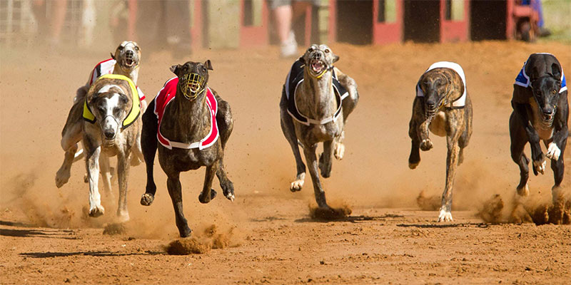 Greyhound racing rules