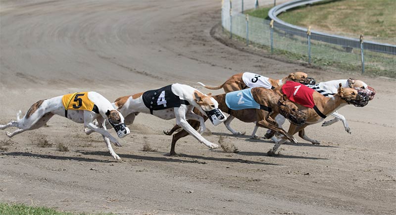 Know your greyhound racing bets