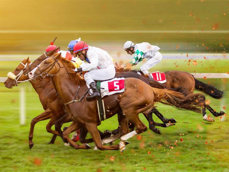 Learn about horse racing betting 