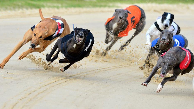 Tips for betting on dog racing today