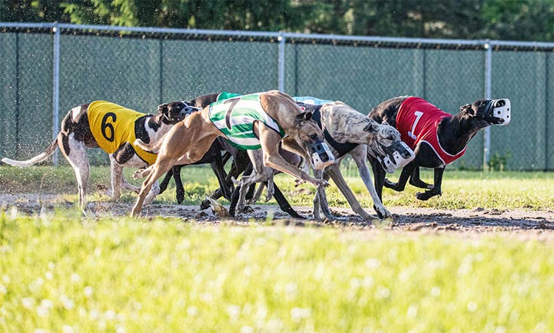 how to bet greyhound racing