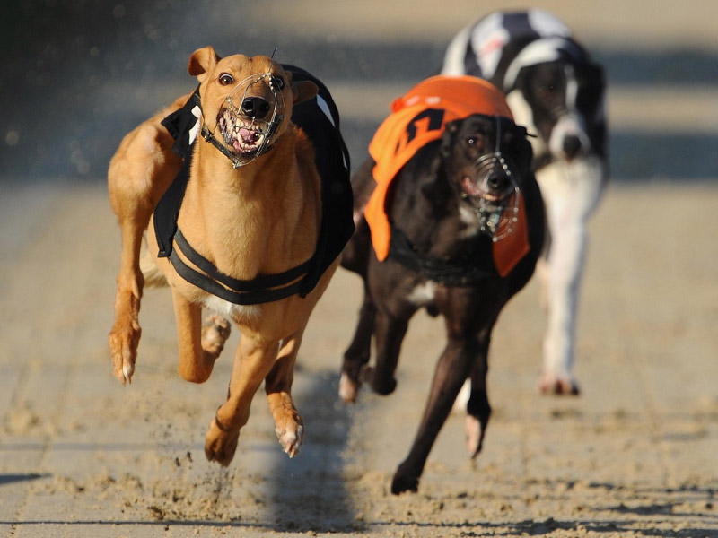 Learn about Greyhound Racing Betting