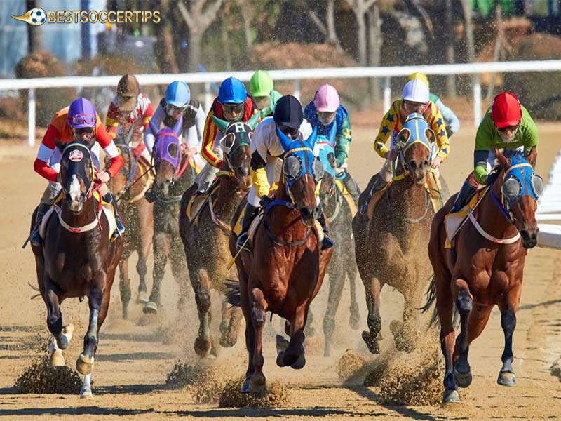 Share horse betting tips to win from experts